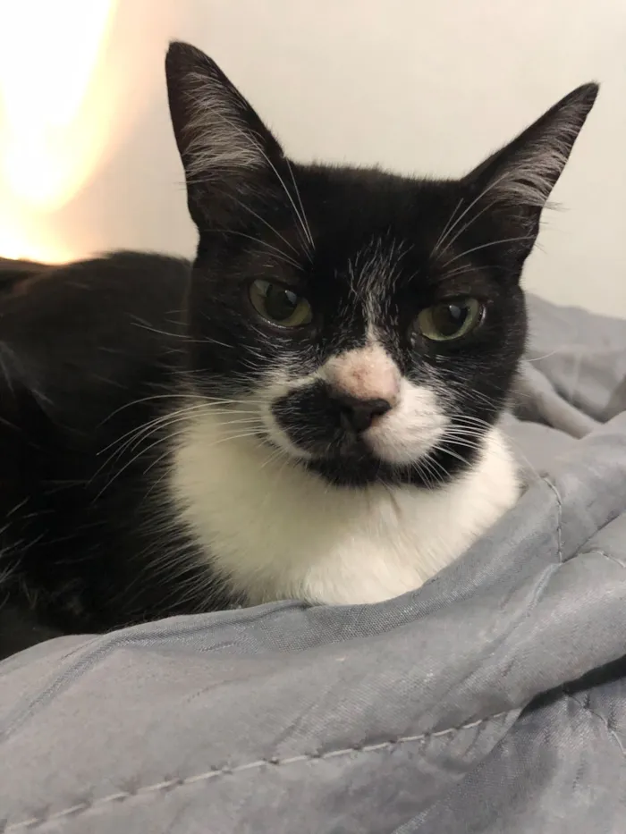 Gato raça SRD-ViraLata idade 2 a 6 meses nome Sem nome