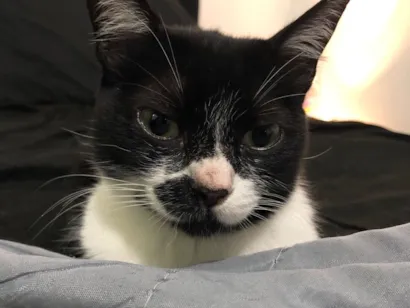 Gato raça SRD-ViraLata idade 2 a 6 meses nome Sem nome