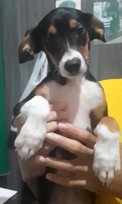 Cachorro raça SRD-ViraLata idade 1 ano nome Léo 
