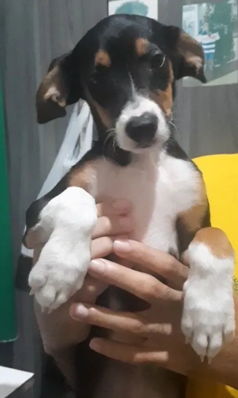 Cachorro raça SRD-ViraLata idade 1 ano nome Léo 