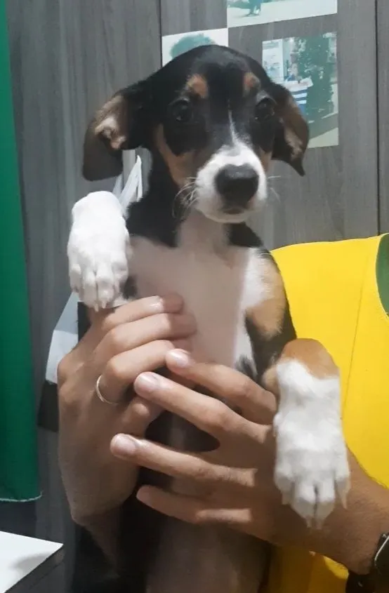 Cachorro raça SRD-ViraLata idade 1 ano nome Léo 
