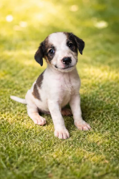 Cachorro raça SRD-ViraLata idade Abaixo de 2 meses nome Kiara