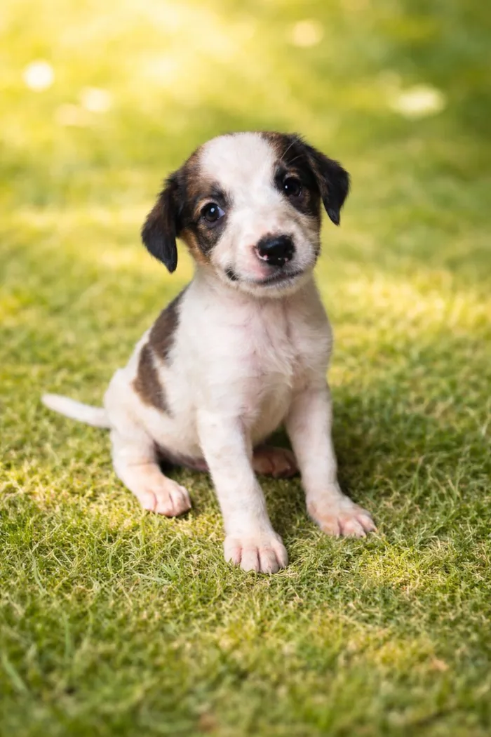 Cachorro raça SRD-ViraLata idade Abaixo de 2 meses nome Kiara
