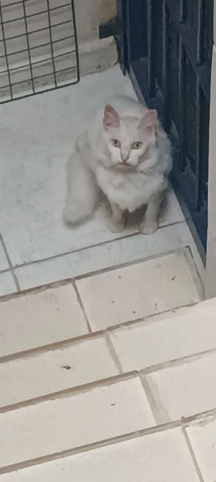 Gato raça SRD-ViraLata idade 6 ou mais anos nome Blanca