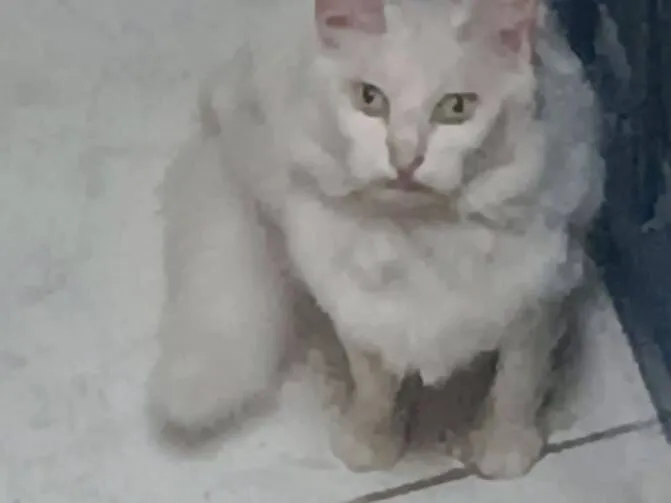 Gato raça SRD-ViraLata idade 6 ou mais anos nome Blanca