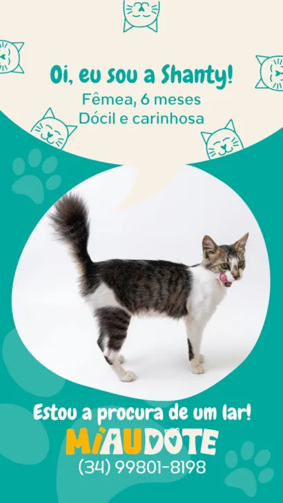 Gato raça SRD-ViraLata idade 2 a 6 meses nome Shanty