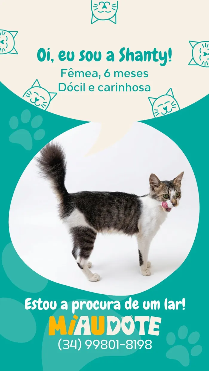Gato raça SRD-ViraLata idade 2 a 6 meses nome Shanty