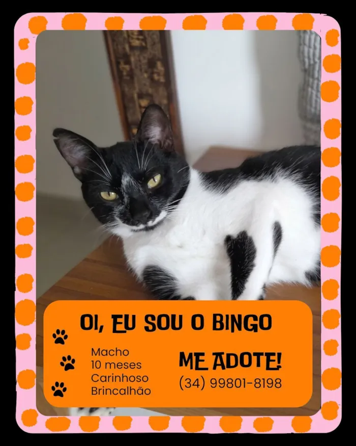 Gato raça SRD-ViraLata idade 7 a 11 meses nome Bingo