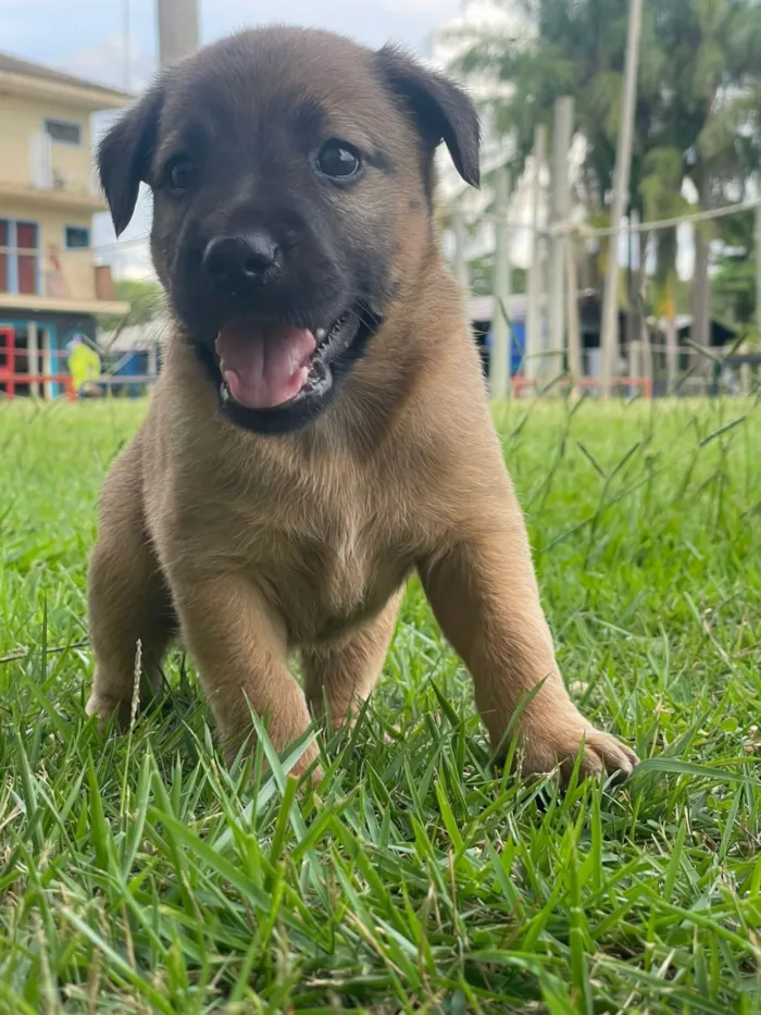 Cachorro raça SRD-ViraLata idade Abaixo de 2 meses nome thor