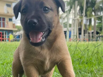 Cachorro raça SRD-ViraLata idade Abaixo de 2 meses nome thor