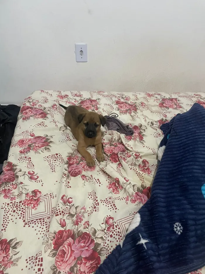 Cachorro raça SRD-ViraLata idade Abaixo de 2 meses nome thor
