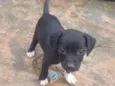 Preto 