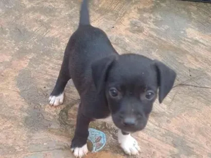 Cachorro raça SRD-ViraLata idade Abaixo de 2 meses nome Preto 