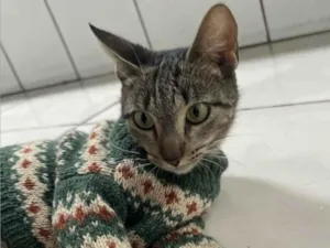 Gato raça SRD-ViraLata idade 1 ano nome Gatinha charmosa