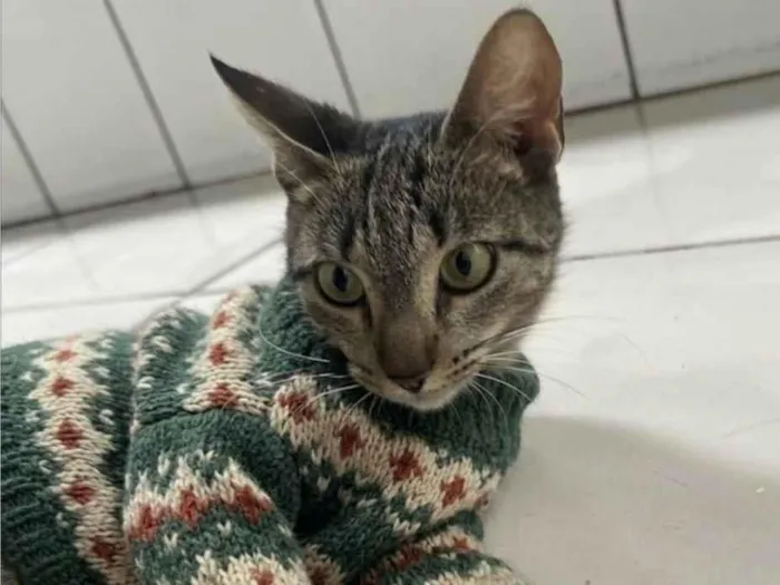 Gato raça SRD-ViraLata idade 1 ano nome Gatinha charmosa