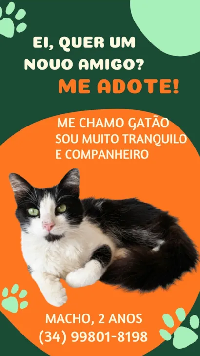 Gato raça SRD-ViraLata idade 2 anos nome Gatão