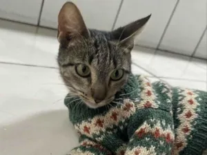 Gato raça SRD-ViraLata idade 1 ano nome Gatinha charmosa 