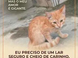 Gato raça SRD-ViraLata idade 2 a 6 meses nome laranjinha 