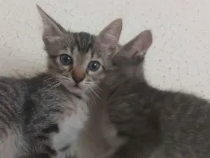 Gato raça SRD-ViraLata idade 2 a 6 meses nome Gatinha Rajada