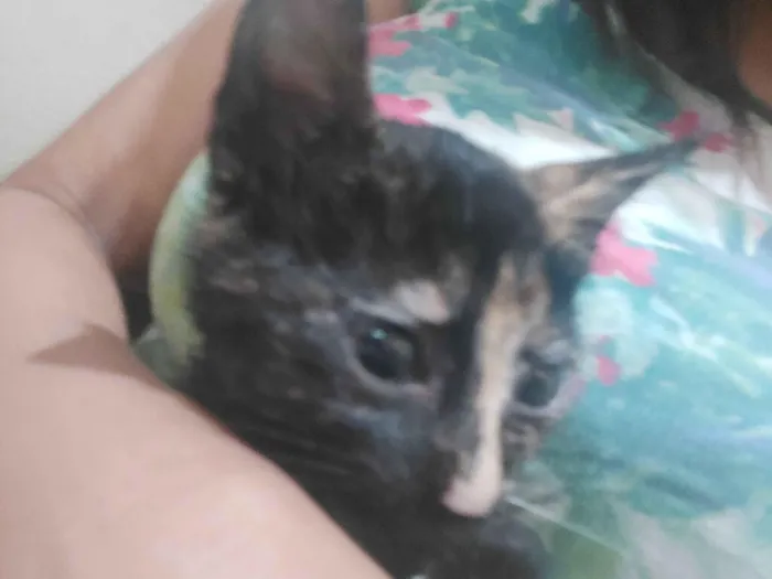 Gato raça SRD-ViraLata idade 2 a 6 meses nome Gatinha Escama pequenina