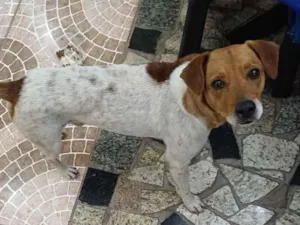 Cachorro raça SRD-ViraLata idade 2 anos nome nao sabemos chamo de paçoca