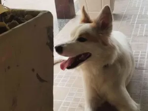 Cachorro raça SRD-ViraLata idade 1 ano nome Jonh