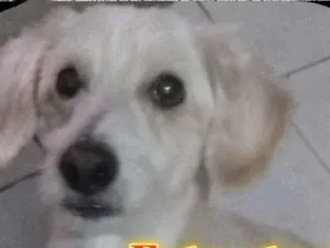 Cachorro raça SRD-ViraLata idade 7 a 11 meses nome luck