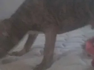 Cachorro raça Pit-Bull idade 2 a 6 meses nome lupi 