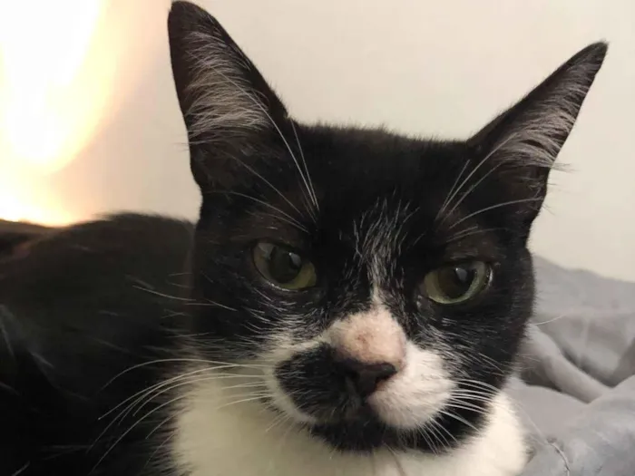 Gato raça SRD-ViraLata idade 2 a 6 meses nome Sem nome