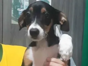 Cachorro raça SRD-ViraLata idade 1 ano nome Léo 