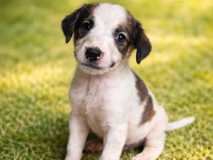 Cachorro raça SRD-ViraLata idade Abaixo de 2 meses nome Kiara