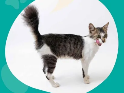 Gato raça SRD-ViraLata idade 2 a 6 meses nome Shanty