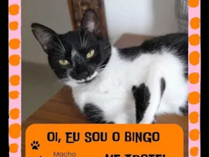 Gato raça SRD-ViraLata idade 7 a 11 meses nome Bingo