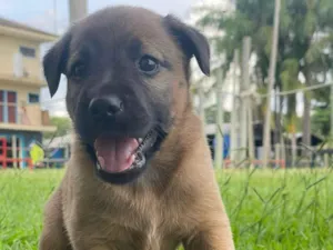 Cachorro raça SRD-ViraLata idade Abaixo de 2 meses nome thor