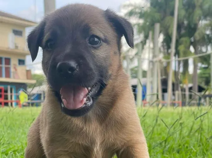 Cachorro raça SRD-ViraLata idade Abaixo de 2 meses nome thor