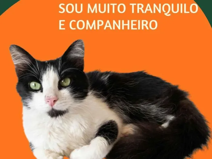 Gato raça SRD-ViraLata idade 2 anos nome Gatão