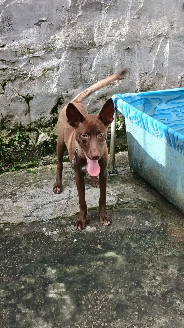 Cachorro raça SRD-ViraLata idade 2 a 6 meses nome Kôda