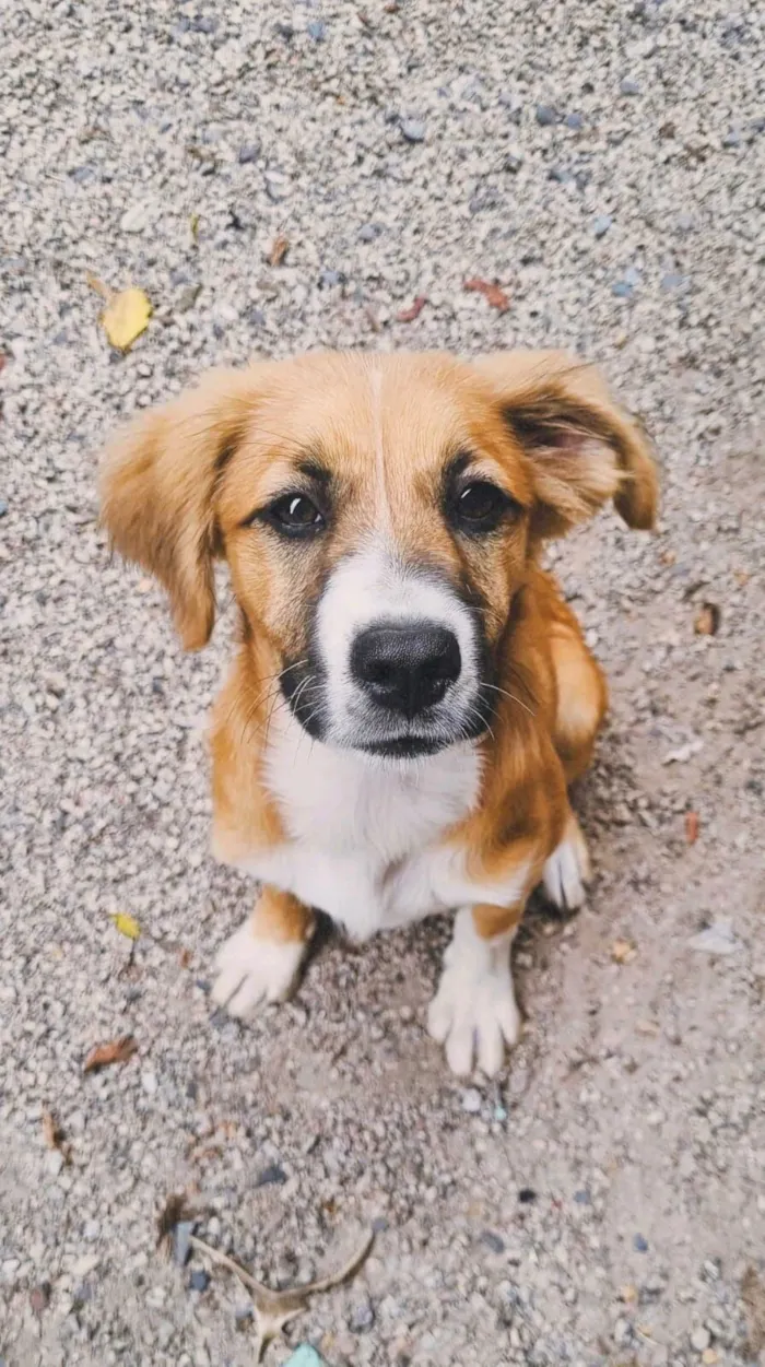Cachorro raça SRD-ViraLata idade 2 anos nome Lilo