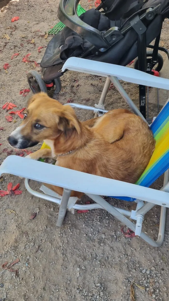 Cachorro raça SRD-ViraLata idade 2 anos nome Lilo