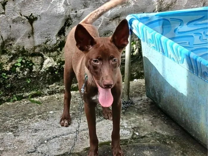 Cachorro raça SRD-ViraLata idade 2 a 6 meses nome Kôda