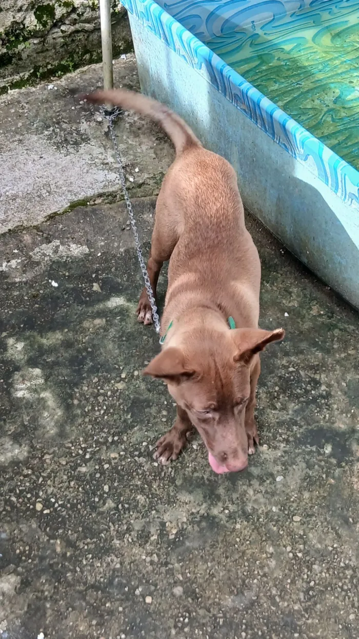 Cachorro raça SRD-ViraLata idade 2 a 6 meses nome Kôda