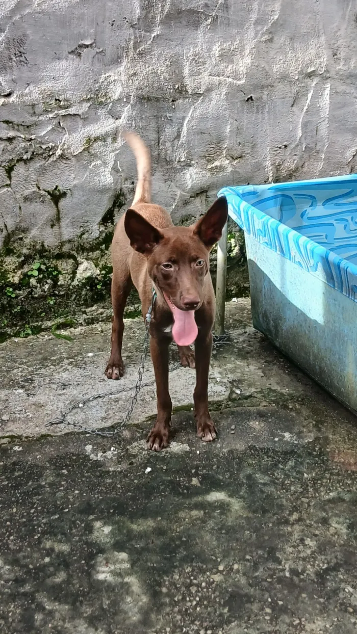 Cachorro raça SRD-ViraLata idade 2 a 6 meses nome Kôda