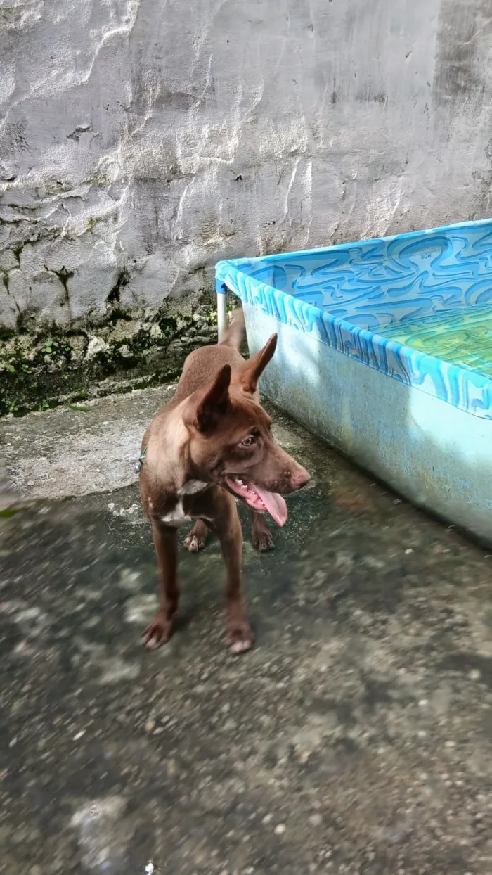 Cachorro raça SRD-ViraLata idade 2 a 6 meses nome Kôda
