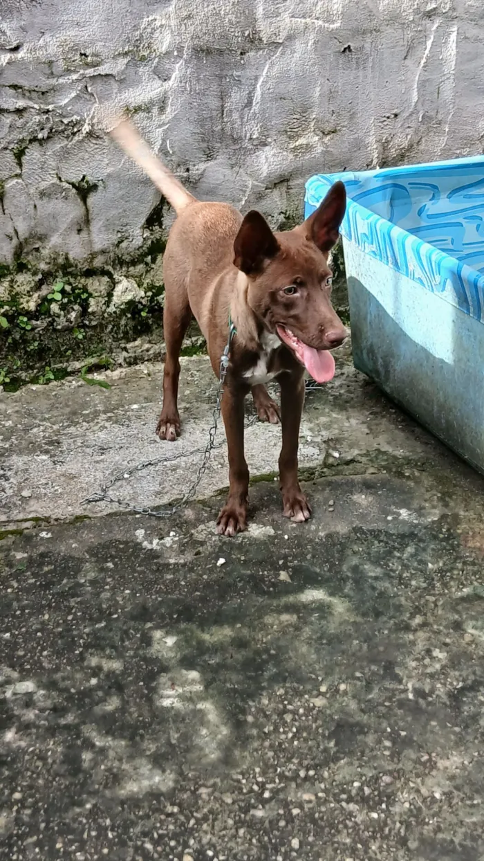 Cachorro raça SRD-ViraLata idade 2 a 6 meses nome Kôda