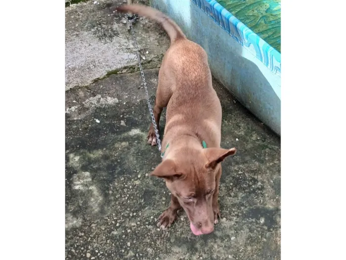 Cachorro raça SRD-ViraLata idade 2 a 6 meses nome Kôda