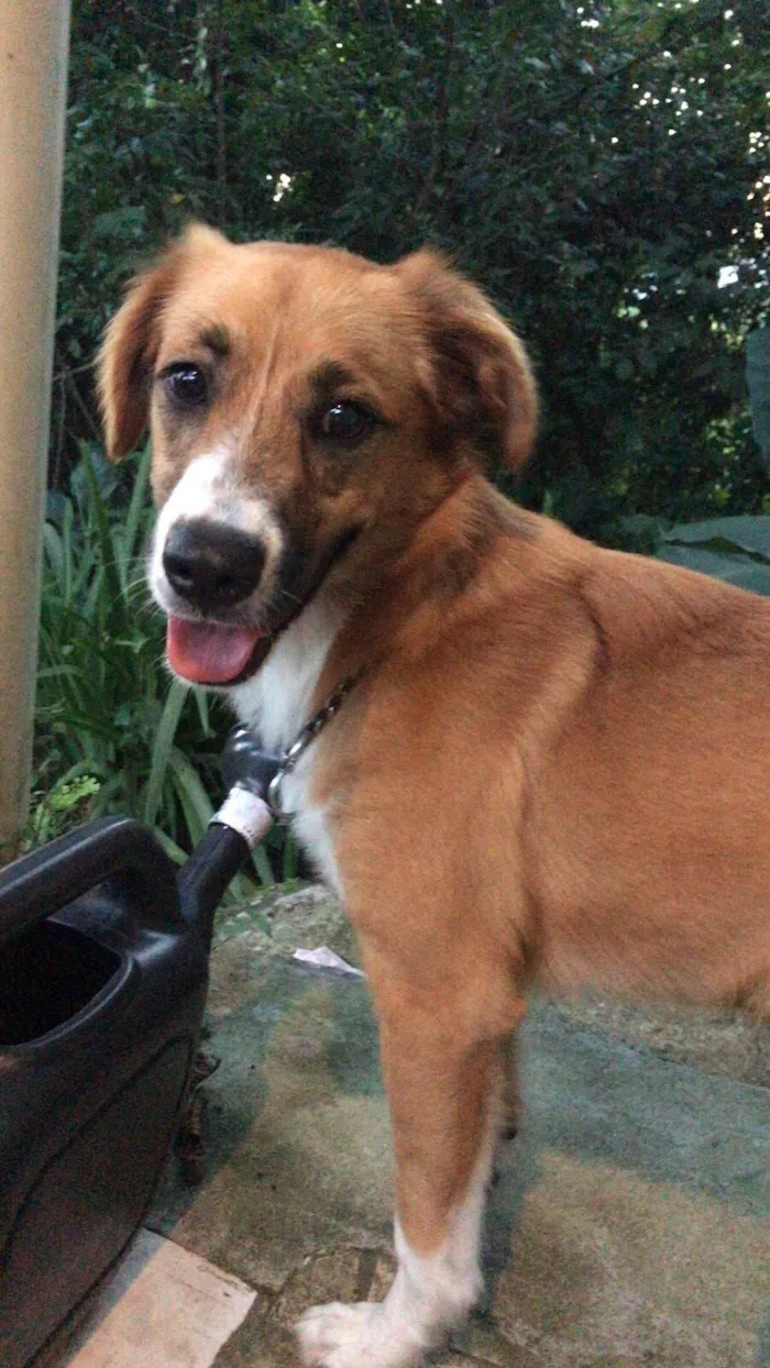 Cachorro raça SRD-ViraLata idade 2 anos nome Lilo