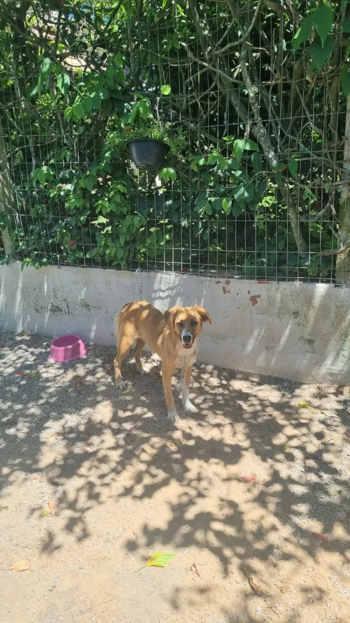 Cachorro raça SRD-ViraLata idade 2 anos nome Lilo