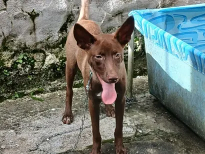 Cachorro raça SRD-ViraLata idade 2 a 6 meses nome Kôda
