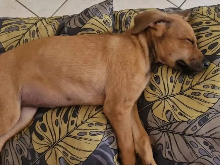 Cachorro raça SRD-ViraLata idade 2 a 6 meses nome Pipoca