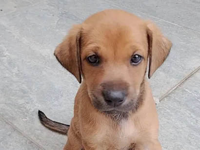 Cachorro raça SRD-ViraLata idade 2 a 6 meses nome Pipoca